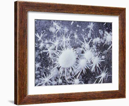 California, Sierra Nevada, Ice Crystals on a Lake for Frozen Bubbles-Christopher Talbot Frank-Framed Photographic Print