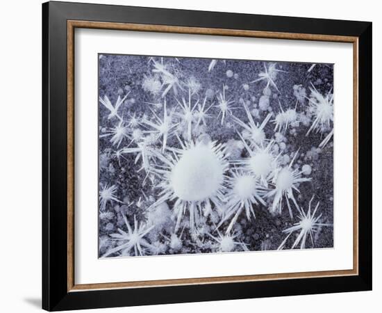 California, Sierra Nevada, Ice Crystals on a Lake for Frozen Bubbles-Christopher Talbot Frank-Framed Photographic Print