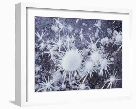 California, Sierra Nevada, Ice Crystals on a Lake for Frozen Bubbles-Christopher Talbot Frank-Framed Photographic Print