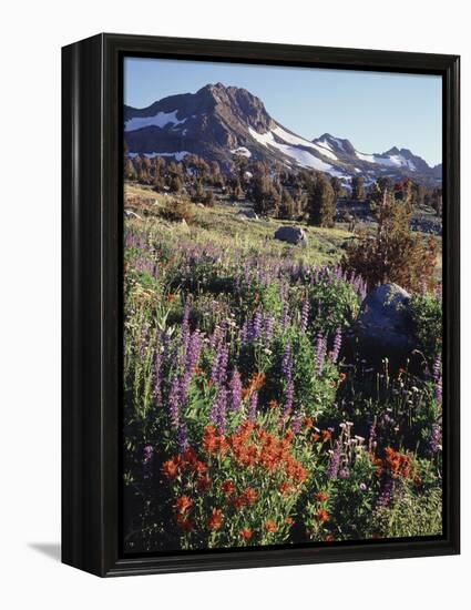 California, Sierra Nevada. Indian Paintbrush, Castilleja, and Lupine-Christopher Talbot Frank-Framed Premier Image Canvas