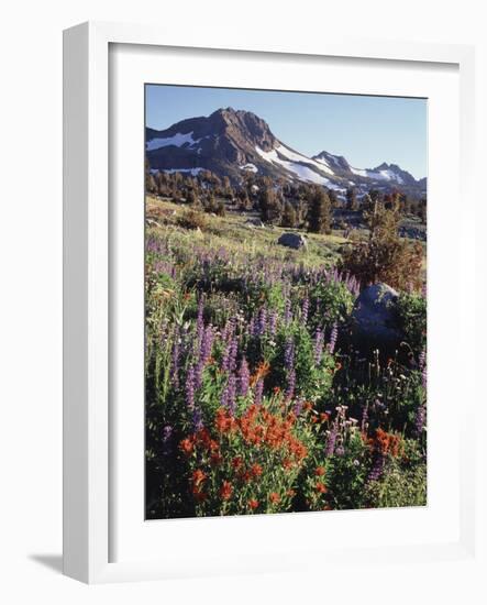 California, Sierra Nevada. Indian Paintbrush, Castilleja, and Lupine-Christopher Talbot Frank-Framed Photographic Print