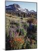 California, Sierra Nevada. Indian Paintbrush, Castilleja, and Lupine-Christopher Talbot Frank-Mounted Photographic Print