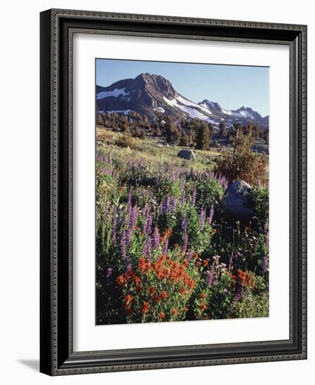 California, Sierra Nevada. Indian Paintbrush, Castilleja, and Lupine-Christopher Talbot Frank-Framed Photographic Print