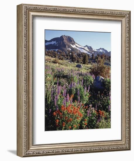 California, Sierra Nevada. Indian Paintbrush, Castilleja, and Lupine-Christopher Talbot Frank-Framed Photographic Print