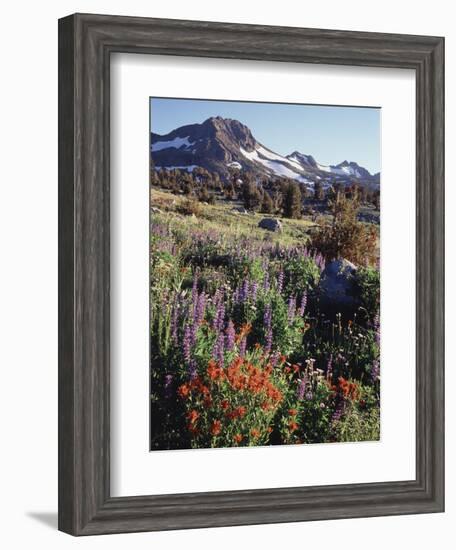 California, Sierra Nevada. Indian Paintbrush, Castilleja, and Lupine-Christopher Talbot Frank-Framed Photographic Print