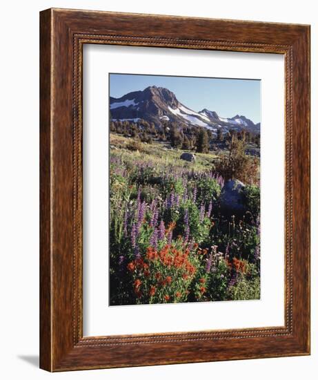 California, Sierra Nevada. Indian Paintbrush, Castilleja, and Lupine-Christopher Talbot Frank-Framed Photographic Print