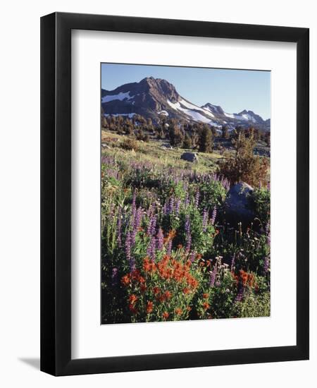 California, Sierra Nevada. Indian Paintbrush, Castilleja, and Lupine-Christopher Talbot Frank-Framed Photographic Print