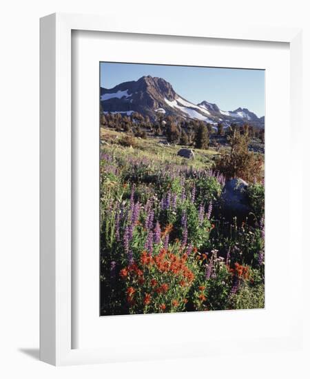 California, Sierra Nevada. Indian Paintbrush, Castilleja, and Lupine-Christopher Talbot Frank-Framed Photographic Print