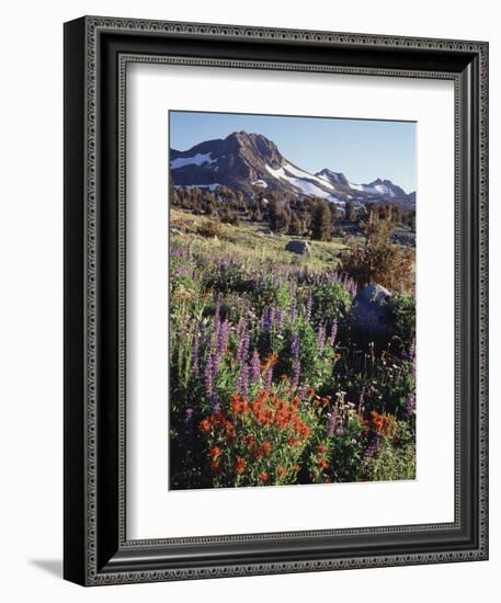 California, Sierra Nevada. Indian Paintbrush, Castilleja, and Lupine-Christopher Talbot Frank-Framed Photographic Print