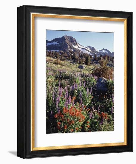 California, Sierra Nevada. Indian Paintbrush, Castilleja, and Lupine-Christopher Talbot Frank-Framed Photographic Print