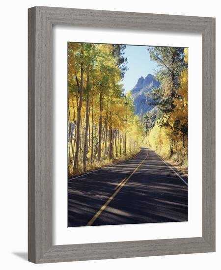 California, Sierra Nevada, Inyo Nf, a Road Through Aspens-Christopher Talbot Frank-Framed Photographic Print