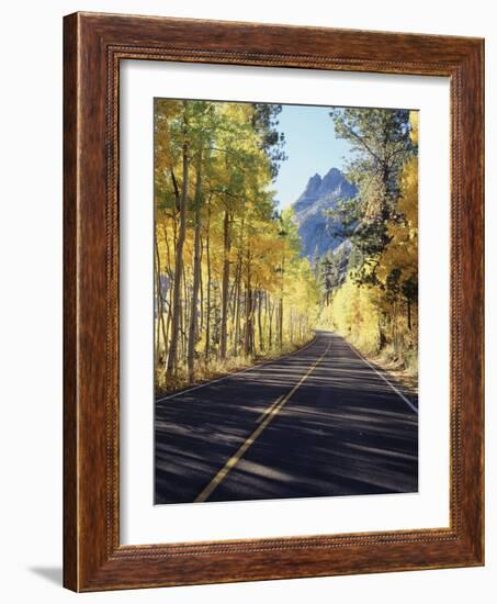 California, Sierra Nevada, Inyo Nf, a Road Through Aspens-Christopher Talbot Frank-Framed Photographic Print