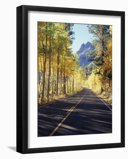 California, Sierra Nevada, Inyo Nf, a Road Through Aspens-Christopher Talbot Frank-Framed Photographic Print