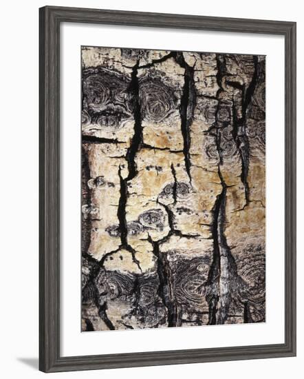 California, Sierra Nevada, Inyo Nf, Abstract of Aspen Tree Trunk-Christopher Talbot Frank-Framed Photographic Print