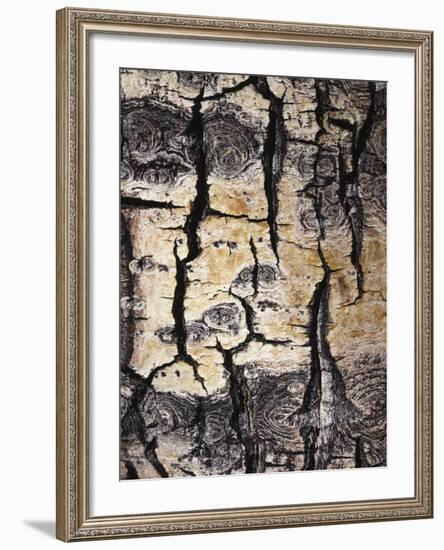 California, Sierra Nevada, Inyo Nf, Abstract of Aspen Tree Trunk-Christopher Talbot Frank-Framed Photographic Print