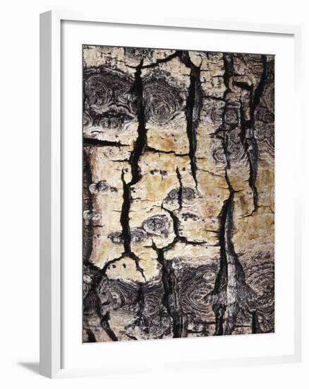 California, Sierra Nevada, Inyo Nf, Abstract of Aspen Tree Trunk-Christopher Talbot Frank-Framed Photographic Print