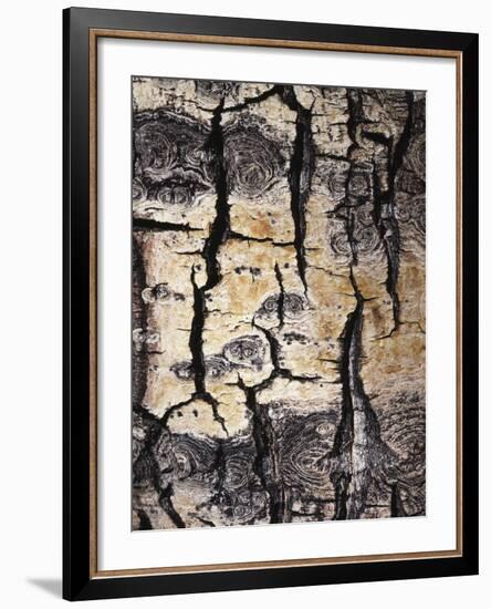 California, Sierra Nevada, Inyo Nf, Abstract of Aspen Tree Trunk-Christopher Talbot Frank-Framed Photographic Print