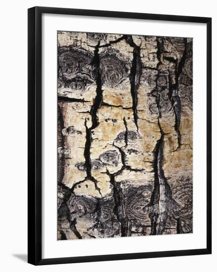 California, Sierra Nevada, Inyo Nf, Abstract of Aspen Tree Trunk-Christopher Talbot Frank-Framed Photographic Print