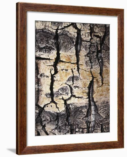 California, Sierra Nevada, Inyo Nf, Abstract of Aspen Tree Trunk-Christopher Talbot Frank-Framed Photographic Print