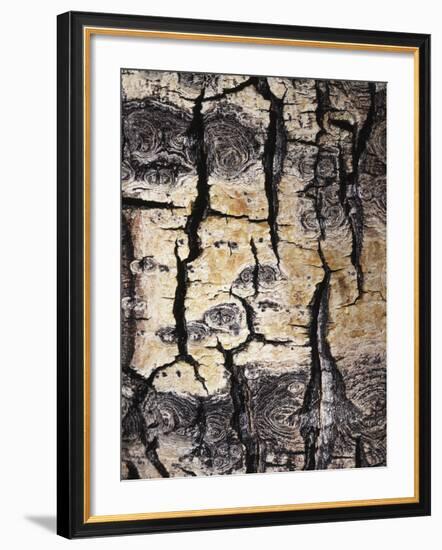 California, Sierra Nevada, Inyo Nf, Abstract of Aspen Tree Trunk-Christopher Talbot Frank-Framed Photographic Print