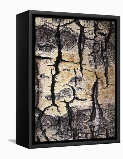 California, Sierra Nevada, Inyo Nf, Abstract of Aspen Tree Trunk-Christopher Talbot Frank-Framed Premier Image Canvas