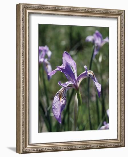 California, Sierra Nevada, Inyo Nf, an Iris Grows Out of a Meadow-Christopher Talbot Frank-Framed Photographic Print