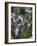California, Sierra Nevada, Inyo Nf, an Iris Grows Out of a Meadow-Christopher Talbot Frank-Framed Photographic Print
