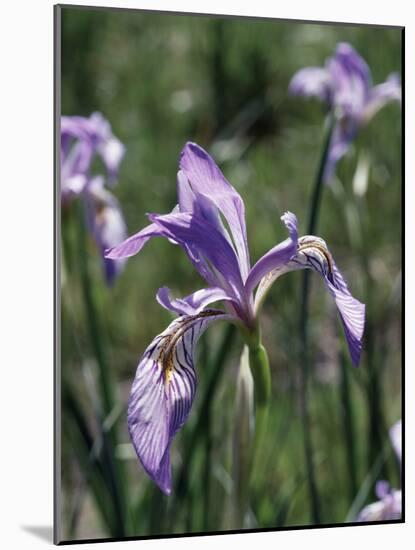 California, Sierra Nevada, Inyo Nf, an Iris Grows Out of a Meadow-Christopher Talbot Frank-Mounted Photographic Print