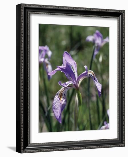 California, Sierra Nevada, Inyo Nf, an Iris Grows Out of a Meadow-Christopher Talbot Frank-Framed Photographic Print