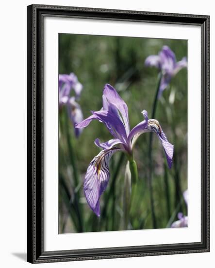 California, Sierra Nevada, Inyo Nf, an Iris Grows Out of a Meadow-Christopher Talbot Frank-Framed Photographic Print