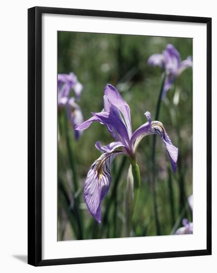 California, Sierra Nevada, Inyo Nf, an Iris Grows Out of a Meadow-Christopher Talbot Frank-Framed Photographic Print