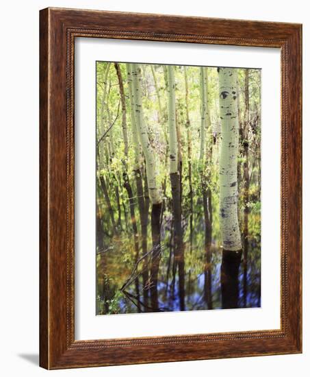 California, Sierra Nevada, Inyo Nf, Aspen Trees Along Rush Creek-Christopher Talbot Frank-Framed Photographic Print