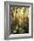 California, Sierra Nevada, Inyo Nf, Autumn Aspen Forest-Christopher Talbot Frank-Framed Photographic Print