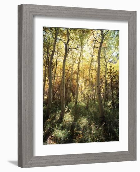 California, Sierra Nevada, Inyo Nf, Autumn Aspen Forest-Christopher Talbot Frank-Framed Photographic Print