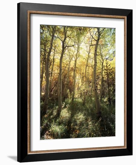 California, Sierra Nevada, Inyo Nf, Autumn Aspen Forest-Christopher Talbot Frank-Framed Photographic Print