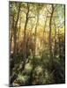 California, Sierra Nevada, Inyo Nf, Autumn Aspen Forest-Christopher Talbot Frank-Mounted Photographic Print