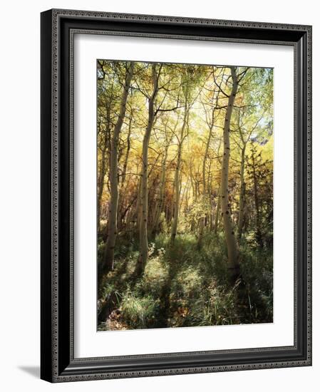 California, Sierra Nevada, Inyo Nf, Autumn Aspen Forest-Christopher Talbot Frank-Framed Photographic Print