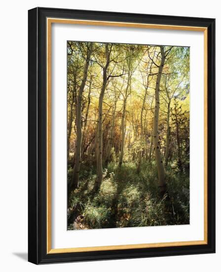 California, Sierra Nevada, Inyo Nf, Autumn Aspen Forest-Christopher Talbot Frank-Framed Photographic Print