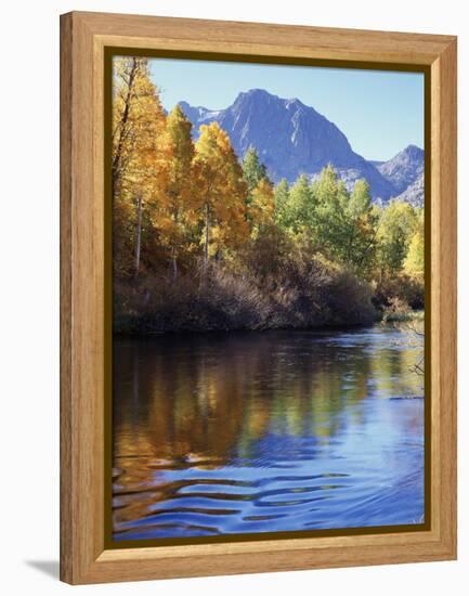 California, Sierra Nevada, Inyo Nf, Autumn Aspen Reflect in Rush Creek-Christopher Talbot Frank-Framed Premier Image Canvas