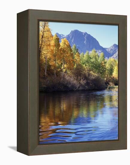 California, Sierra Nevada, Inyo Nf, Autumn Aspen Reflect in Rush Creek-Christopher Talbot Frank-Framed Premier Image Canvas