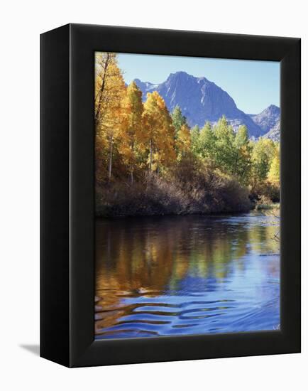 California, Sierra Nevada, Inyo Nf, Autumn Aspen Reflect in Rush Creek-Christopher Talbot Frank-Framed Premier Image Canvas