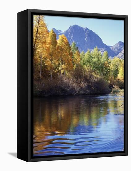 California, Sierra Nevada, Inyo Nf, Autumn Aspen Reflect in Rush Creek-Christopher Talbot Frank-Framed Premier Image Canvas