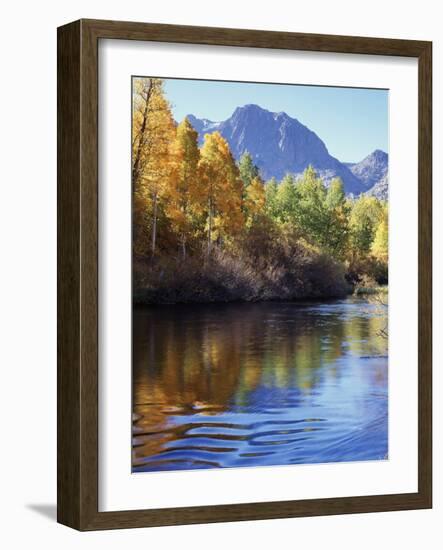 California, Sierra Nevada, Inyo Nf, Autumn Aspen Reflect in Rush Creek-Christopher Talbot Frank-Framed Photographic Print