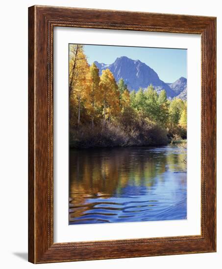 California, Sierra Nevada, Inyo Nf, Autumn Aspen Reflect in Rush Creek-Christopher Talbot Frank-Framed Photographic Print