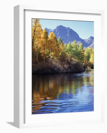 California, Sierra Nevada, Inyo Nf, Autumn Aspen Reflect in Rush Creek-Christopher Talbot Frank-Framed Photographic Print