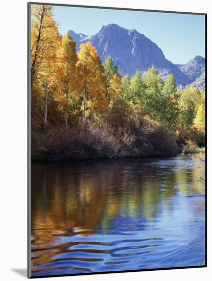 California, Sierra Nevada, Inyo Nf, Autumn Aspen Reflect in Rush Creek-Christopher Talbot Frank-Mounted Photographic Print