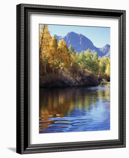 California, Sierra Nevada, Inyo Nf, Autumn Aspen Reflect in Rush Creek-Christopher Talbot Frank-Framed Photographic Print