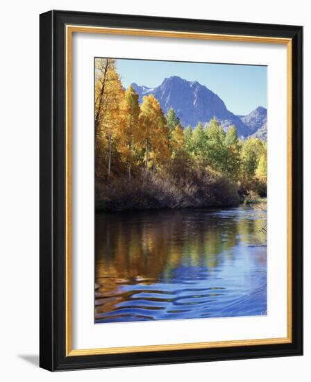 California, Sierra Nevada, Inyo Nf, Autumn Aspen Reflect in Rush Creek-Christopher Talbot Frank-Framed Photographic Print