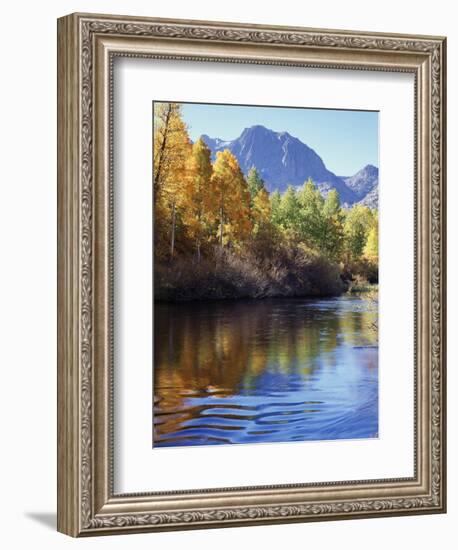 California, Sierra Nevada, Inyo Nf, Autumn Aspen Reflect in Rush Creek-Christopher Talbot Frank-Framed Photographic Print