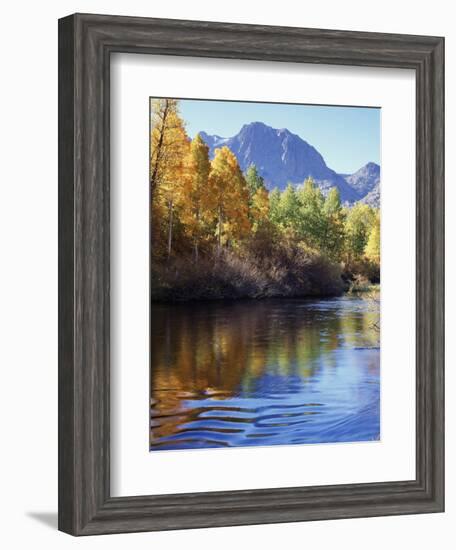 California, Sierra Nevada, Inyo Nf, Autumn Aspen Reflect in Rush Creek-Christopher Talbot Frank-Framed Photographic Print